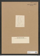 Diatomeae indet. Zeichnungen Sammlung Grunow Nr. 3275 (NHMW-BOT-W0370754)